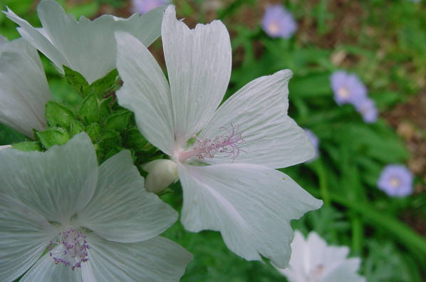 bloom closeup