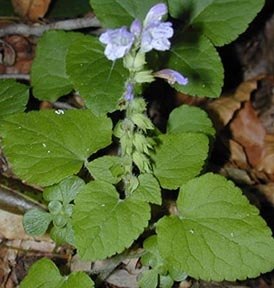 Meehan's Mint