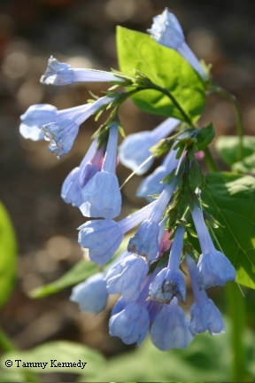 Virginia bluebells