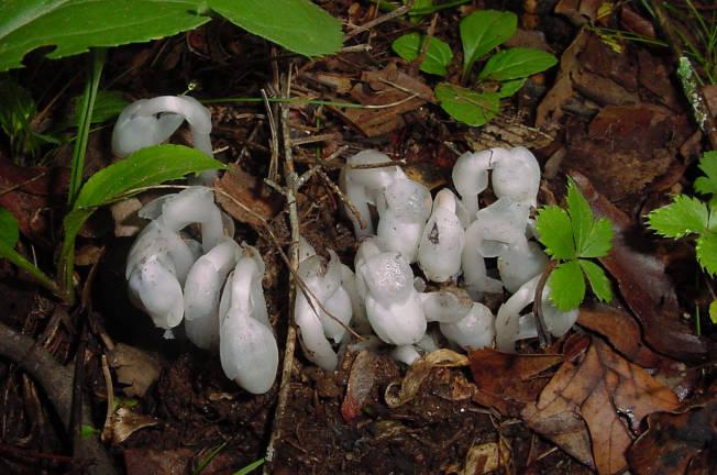 Indian Pipes