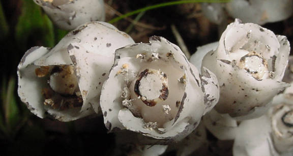 indian pipes