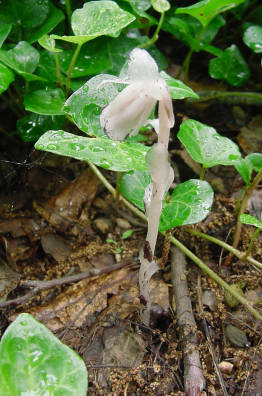 indian pipes