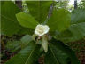 Big Leaf Magnolia