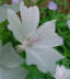 Musk Mallow Bloom