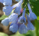 Virginia Bluebells