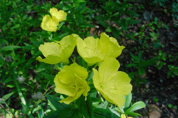 sundrops flowers