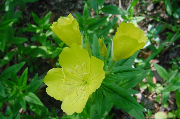 sundrops flowers