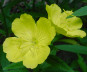 Sundrops