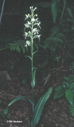 Green Fringe Orchid