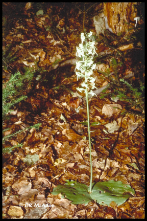 Large Round Leaved Orchid
