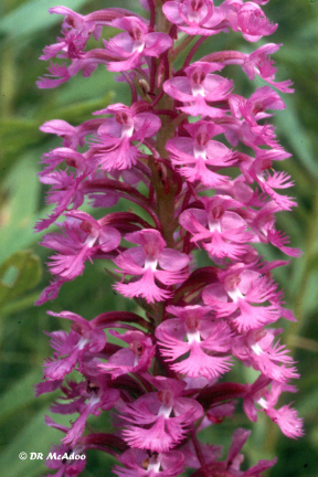 Small Purple Fringe Orchid