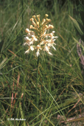 Platanthera x bicolor