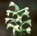 Small Green Woodland Orchid