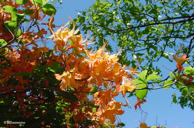 Flame azalea bloom