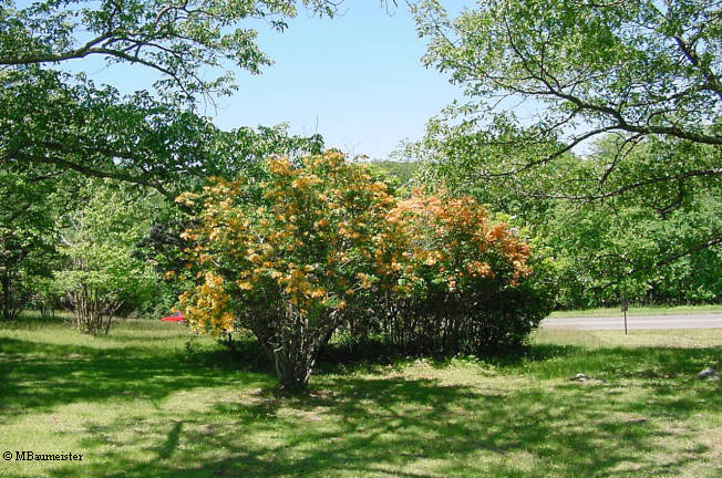 Flame azalea plants