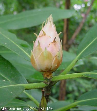 tight bud