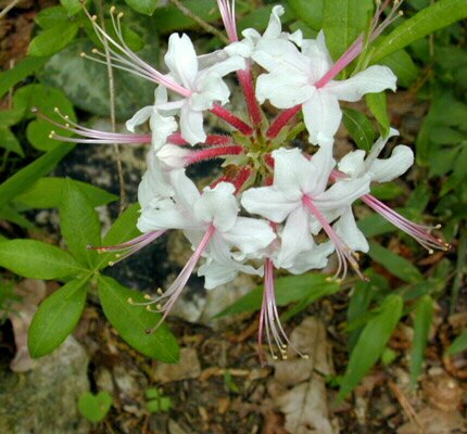 Pinxter flower