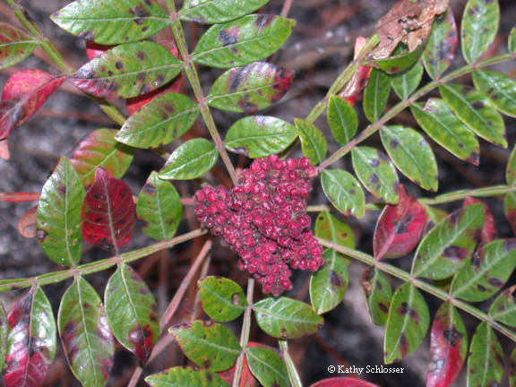 Winged sumac