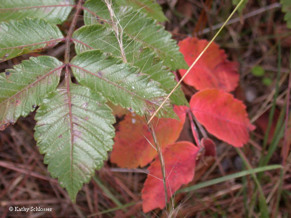 Sumac