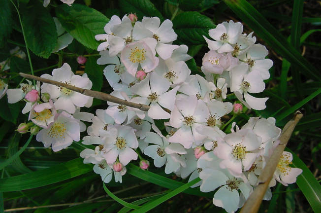 blooms