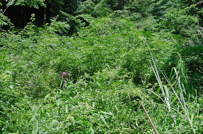 plants growing
