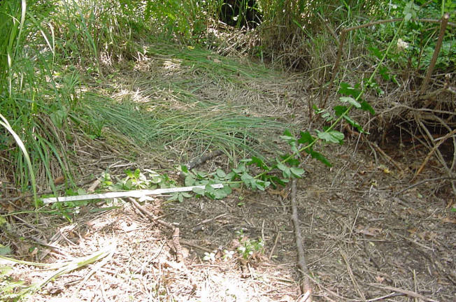 long stem