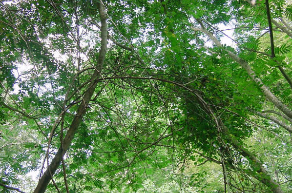 in the trees
