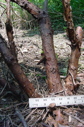rootstock
