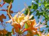 Flame azalea