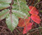 Michaux's Sumac