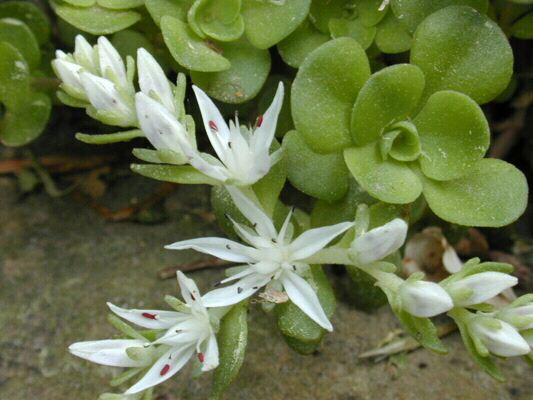 stonecrop