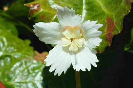 shortia bloom close up