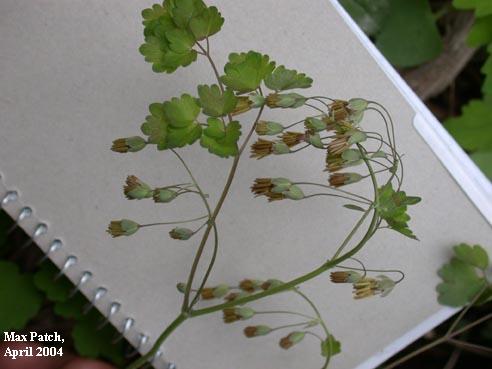 MeadowRue against a notebook