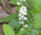 Tiarella