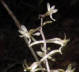 Cranefly Orchid