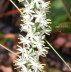 False Asphodel bloom