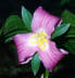 Catesby's trillium