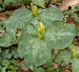 yellow trillium