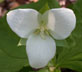 large flowered trillium