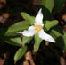 carolina least trillium