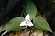 Painted trillium