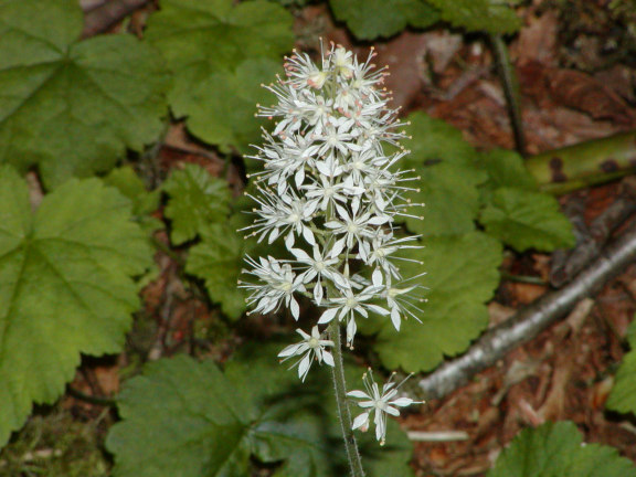 Tiarella