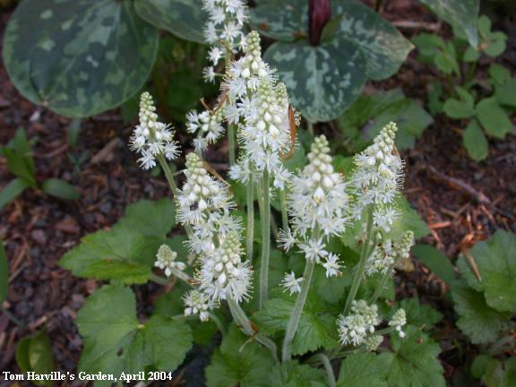 Tiarella