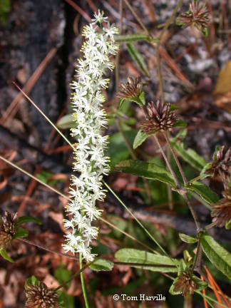 False Asphodel