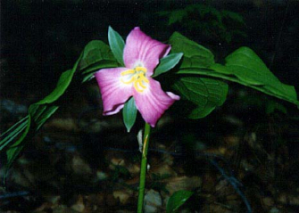 Catesby's trillium