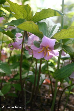 Catesby's trillium