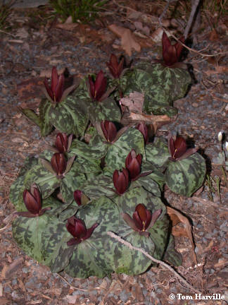 Trillium cuneatum