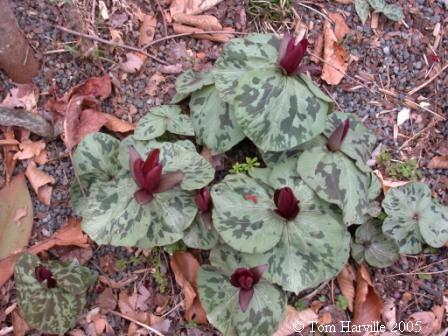 Trillium cuneatum