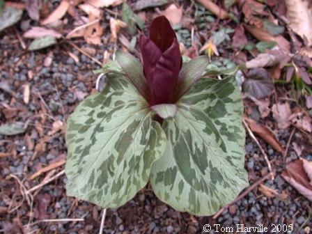 Trillium cuneatum