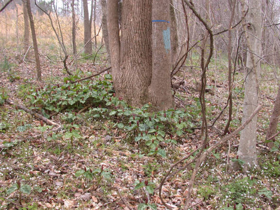 trillium cuneatum